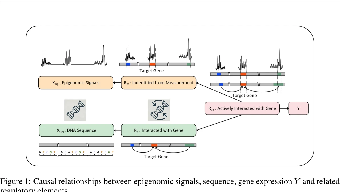 Figure 1: Causal relationships between epigenomic signals, sequence, gene expression Y and related regulatory elements